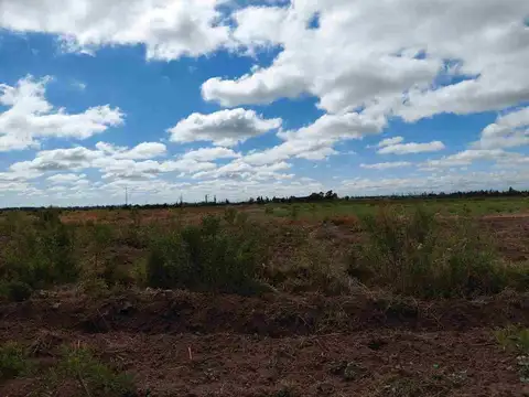 Venta Campo 45 Ha y Edificio Lavalle Mendoza