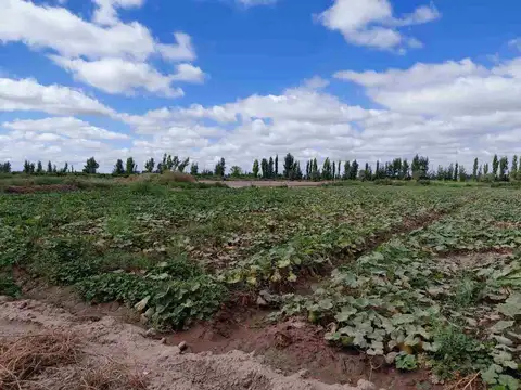 Venta Campo 45 Ha y Edificio Lavalle Mendoza