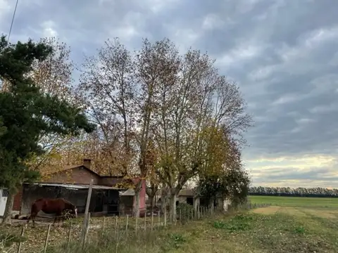 Indio Argentino 50