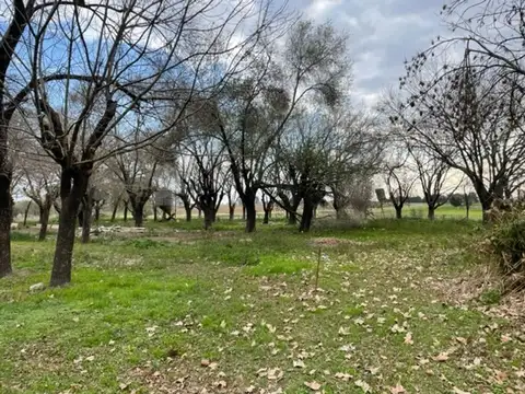 Indio Argentino 50