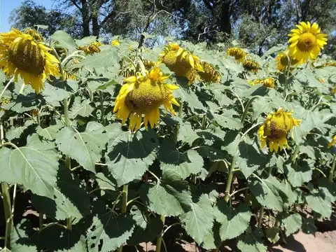 Campo en Venta con Alambrado