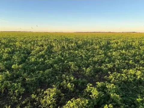 Campo en Venta Ganadero