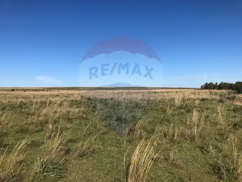 Venta Campo Río Negro - Ganadero Agrícola 350 has