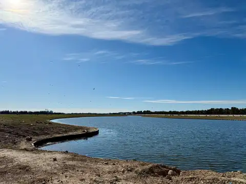 Barrio Silvestre 100