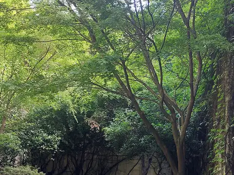 Monoambiente amplio con balcon c/parrilla. Full amenities