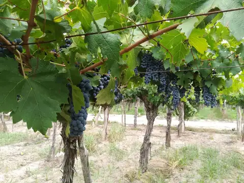 VENTA MAGNIFICA FINCA 8HAS BARRANCAS MAIPU