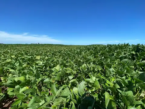 VENTA CAMPO 100% AGRICOLA 18,4 HECTAREAS CHOVET