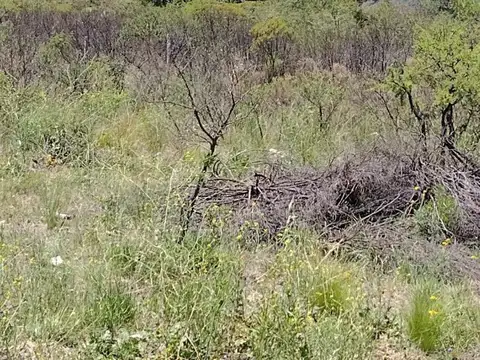 Bulevard Los Olivares