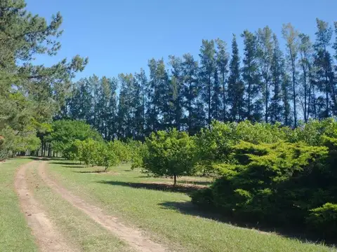 Quinta - Venta - Argentina, Concordia