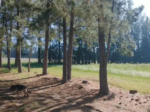 Quinta - Venta - Argentina, Concordia