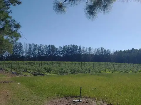 Quinta - Venta - Argentina, Concordia