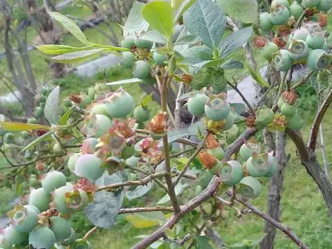 Campo de 10 hectáreas en Cardales Exaltación de la Cruz  Buenos Aires 3