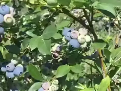 Campo de 10 hectáreas en Cardales Exaltación de la Cruz  Buenos Aires 3