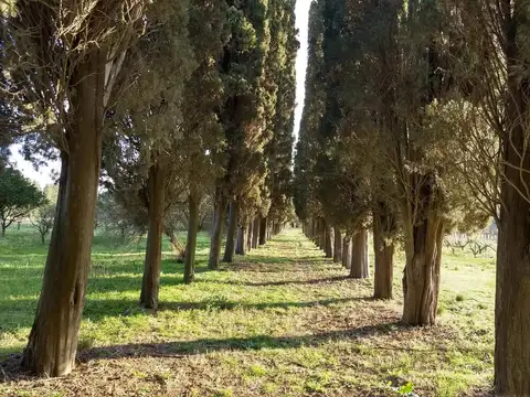 Chacra de 9 hectáreas en San Pedro, Buenos Aires