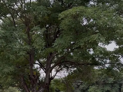 Independencia y Los Lapachos 100