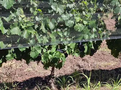 Terreno en Venta de 142000,0 m2