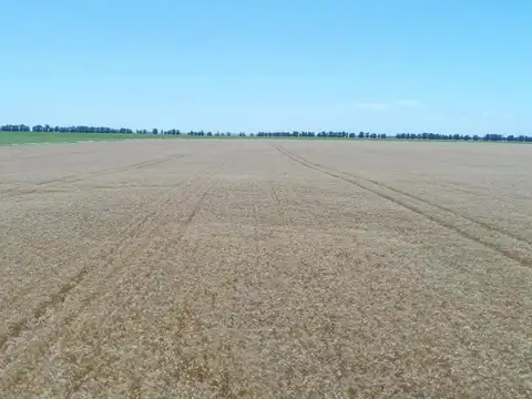 Mar del Plata