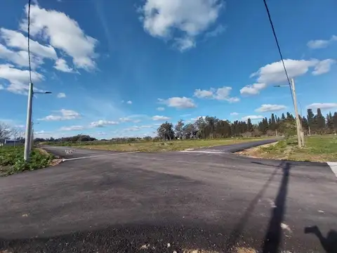 Arbolada del Camino de Las Flores. Ruta 16. Lote AN 29