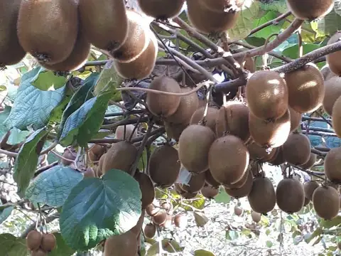 Campo en venta - 99.934Mts2 - General Pueyrredón