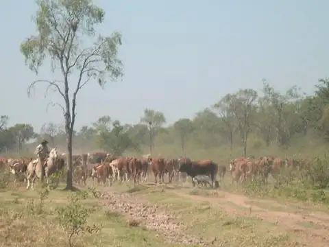 Ruta