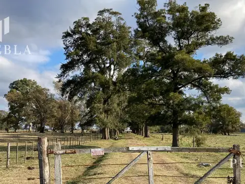 Campo en San Miguel del Monte