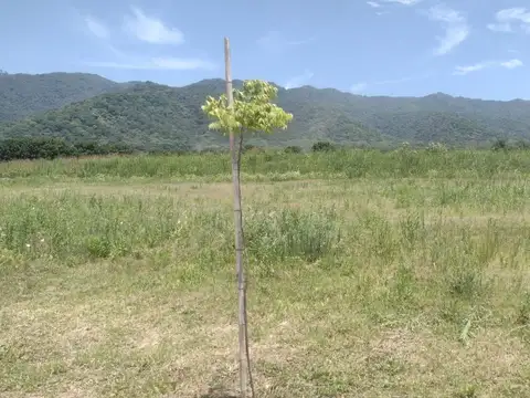 Solano Vera RUTA 339 KM 5 100