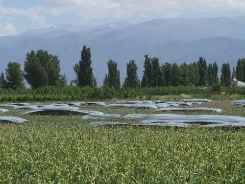 Finca 3 has. en Venta en La Consulta Valle de Uco