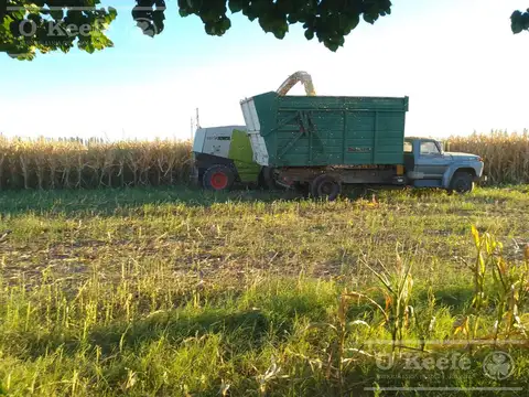 Chacra de 26 has en Mendoza, Gral Alvear.  hoteleria de animales y producción Forrajera.