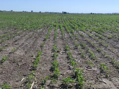 440 has agrícolas, dignas de ver, Gualeguaychú