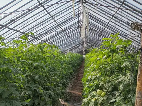 CAMPO EN ZARATE   44 HS