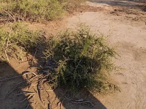 CAMPO DE 10 HECTAREAS EN VENTA LAVALLE (FRACCION H)