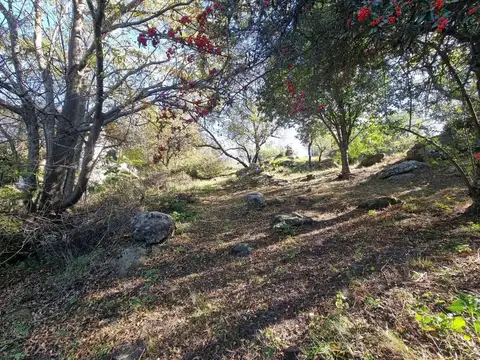 Palomita De La Virgen 100