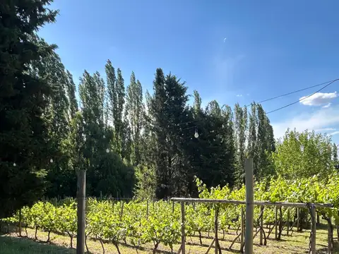 Salón de eventos. Bodega Artesanal. Gastronomía