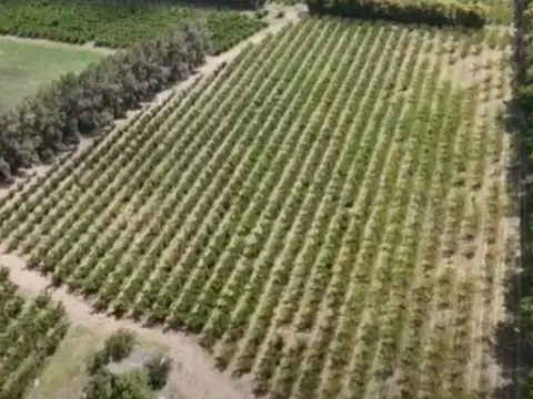 CAMPO FRUTICOLA EN VENTA EN SAN PEDRO BUENOS AIRES.