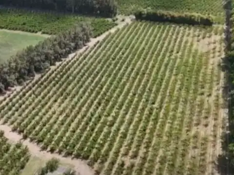 CAMPO FRUTICOLA EN VENTA EN SAN PEDRO BUENOS AIRES.