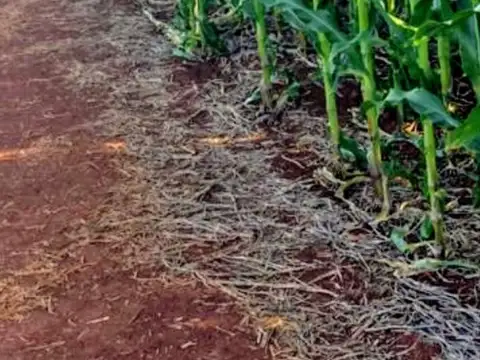 Campo en Venta de 8.000  ha