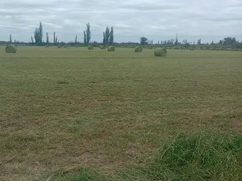 Venta de campo en Bowen, Gral Alvear