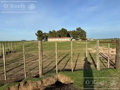 CAMPO MIXTO EN VENTA DE 809 HAS - CORONEL DORREGO