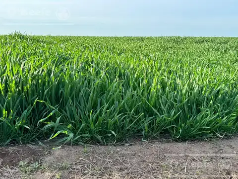 Campo en venta de 809 has en Coronel Dorrego