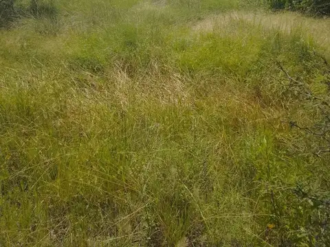 Venta 238 hectareas ganaderas. La Cabral