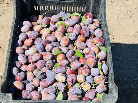 Venta Finca en producción 48,28has, San Martin