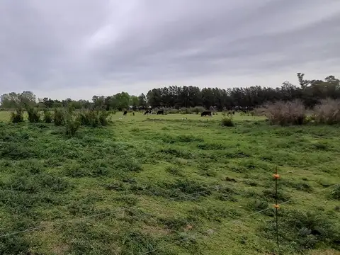 VENTA CHACRA 31.730 m2 GRAL. ROD. R. 24 KM 7.5