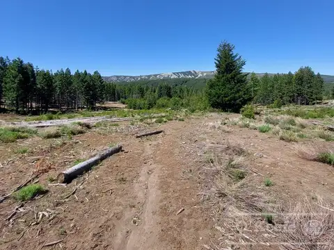 Bariloche , 312 Has en Arroyo del Medio con Forestación