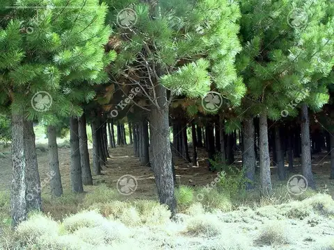 Bariloche , 312 Has en Arroyo del Medio con Forestación