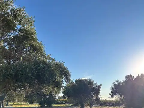 Terreno en Venta de 599,0 m2