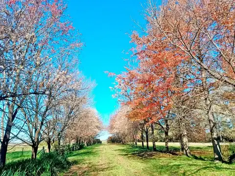 Campo en Venta de 12  ha