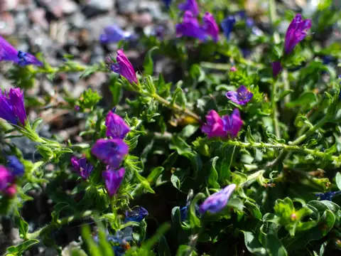 Terreno en Venta en Los Cerezos, USD 27.000