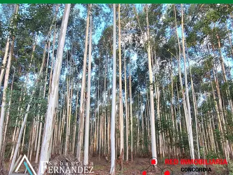 CAMPO FORESTAL