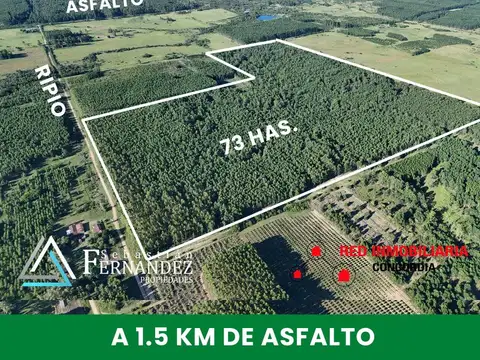 CAMPO FORESTAL