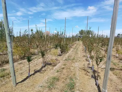 ALTMIRANTE BROWN S/N